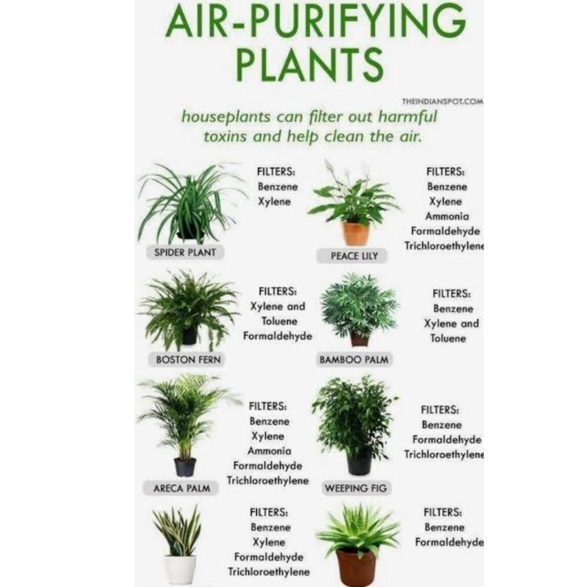 Peace Lilly - Spathiphyllum