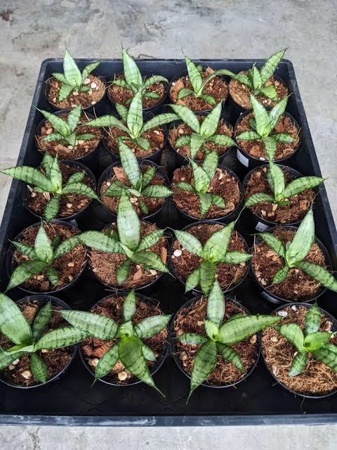 Snake Plant - Sansevieria Silver Princess