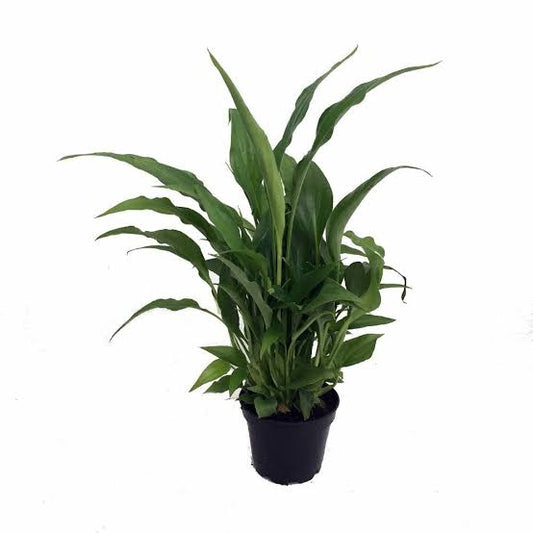 Peace Lilly - Spathiphyllum
