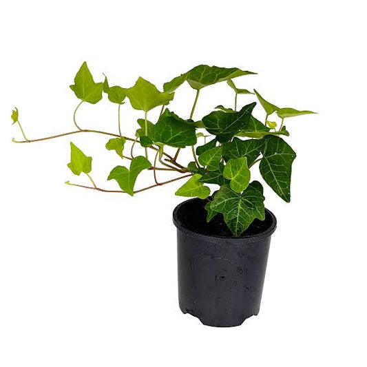 English Ivy (Hedera Helix)