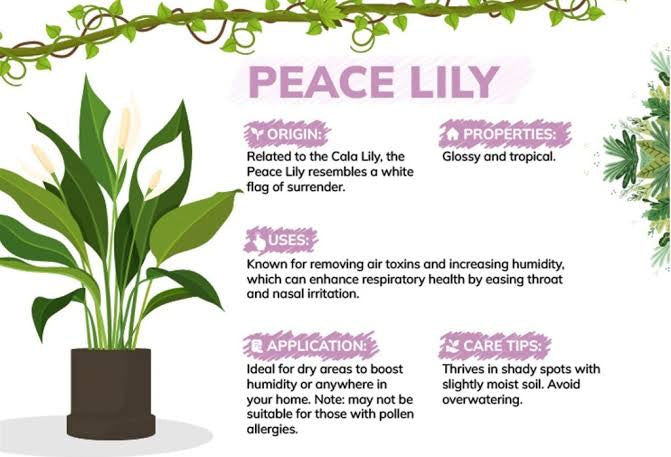 Peace Lilly - Spathiphyllum