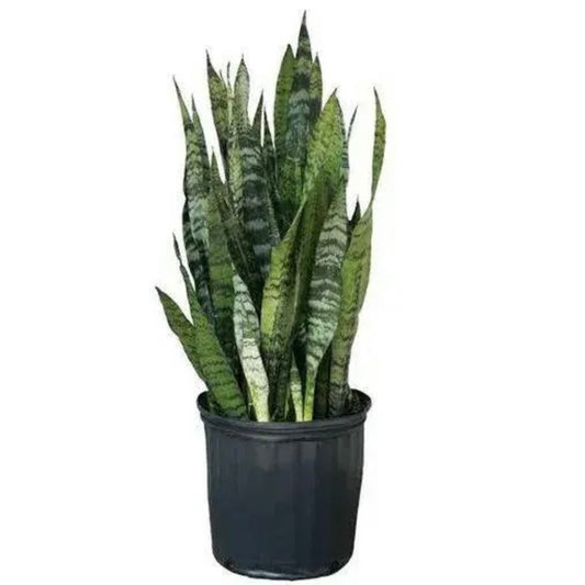 Snake Plant - Sansevieria Silver Princess