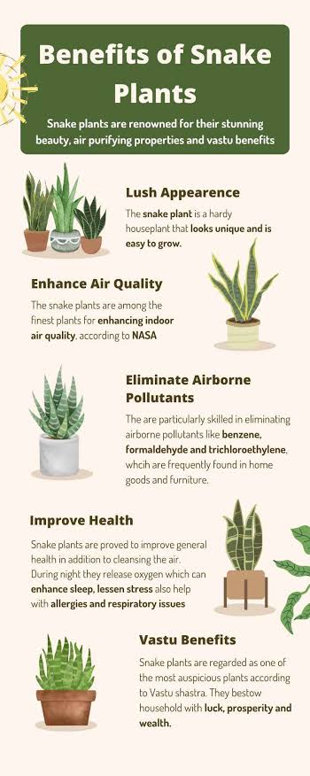 properties of snake plant Small Snake Plant